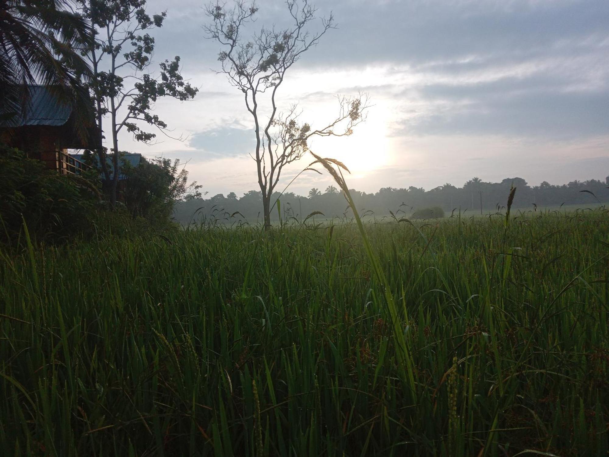 Sigiriya Paddy Field Hut 빌라 객실 사진